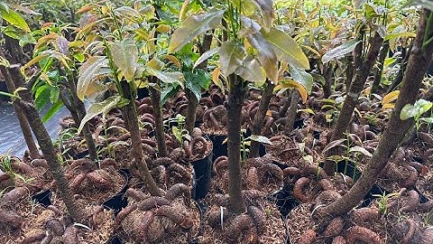 0376115311 # Mai vàng giá rẻ (5.10)| Mai phôi, mai góc nhớt quấn rễ 150k,..trồng đất| Mai vàng thuận