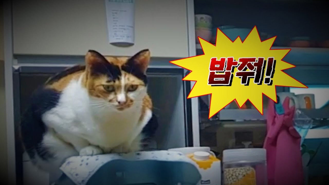 밥 안주면 정수기 위에서 시위하는 고양이 (Sublime sacrifice...)