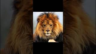 Animals Models Wearing Suits