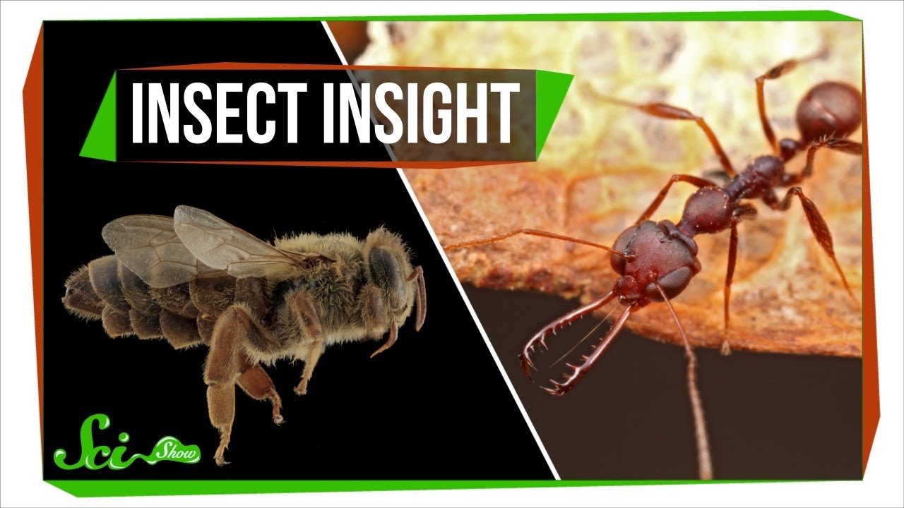A New Secret Ingredient to Making Queen Bees