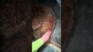 1995 ford sn95 mustang gt rust repair pt 1 (stripping the car down)