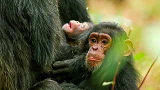 The Story Of A Young Chimp Becoming A Tough Leader Our World