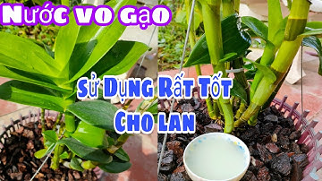 Cách sử dụng Nước vo gạo chăm sóc lan rất tốt. T353 #HoalanTuyenHa