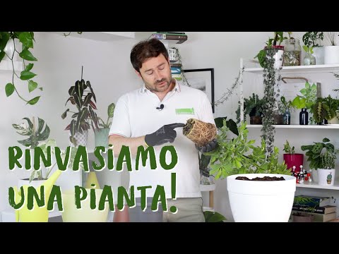 Video: Quando è ora di rinvasare una pianta d'appartamento