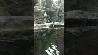 Пингвины Московский зоопарк