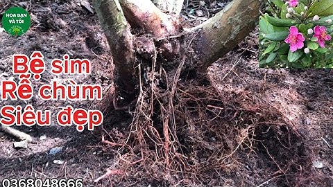 Cây sim bệ liền 5 thân rễ tơ nhiều (400k)