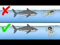 13 Tips on How to Survive Wild Animal Attacks - YouTube