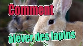 Comment élever des lapins 1