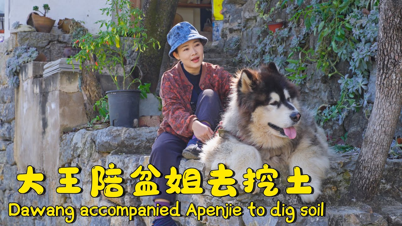 大王来福陪盆姐上山挖土 | Dawang accompanied Apenjie to dig the soil【阿盆姐家的大王】