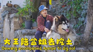 Dawang accompanied Apenjie to dig the soil【阿盆姐家的大王】