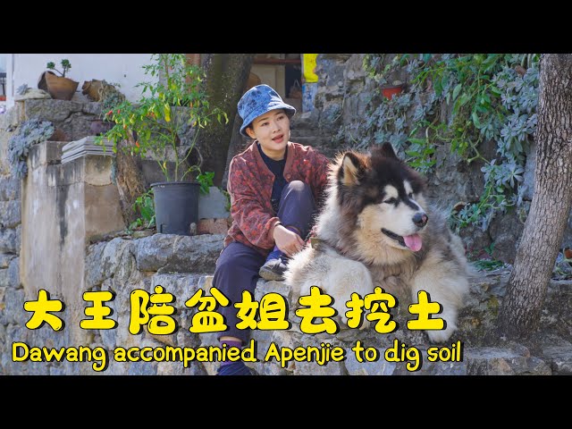 Dawang accompanied Apenjie to dig the soil【阿盆姐家的大王】 class=