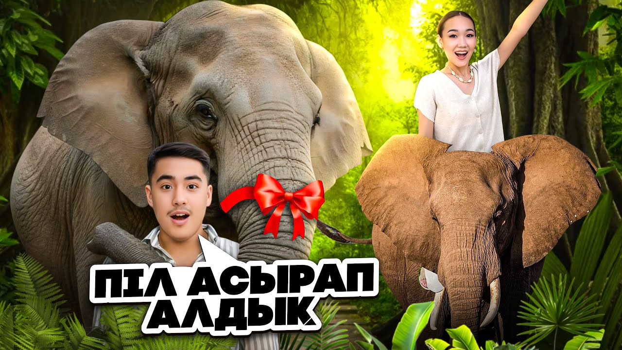 Піл асырап алдық😱🐘(арунаны тістеп алды😰💔)