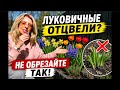 Луковичные отцвели? Что делать после цветения/Zwiebelblumen verblüht?
