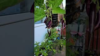growing eggplant/brinjal in plastic hanging bottles for someone who doesn't have a garden