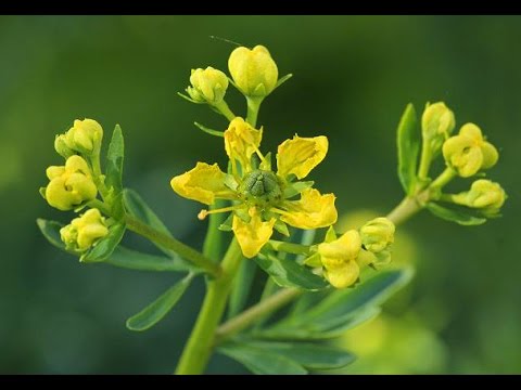 Ruta graveolens  Rue, common rue or herb of grace