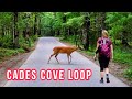 Hiking CADES COVE » NO CARS (Great Smoky Mountains)