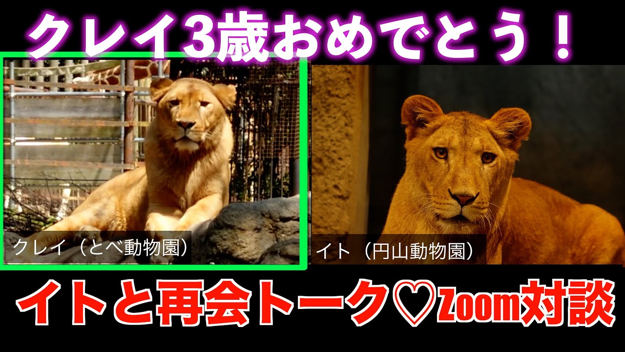 No4 Zoom クレイ3歳の誕生日🎉円山のイトと特別Zoom対談｜離れていても心は一緒