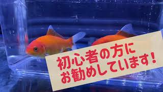 お得な『カルキ抜き』の選び方！ハイポは？【金魚・熱帯魚】