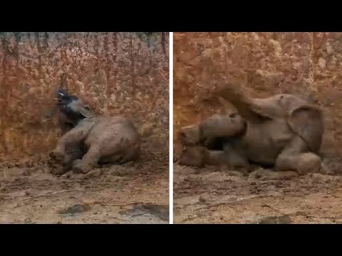 Sweet Baby Elephants Play In The Mud