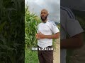 ¡Mira estas mazorcas! Así se logra un buen cultivo de maíz   #agrotips  #agriculture #plantas