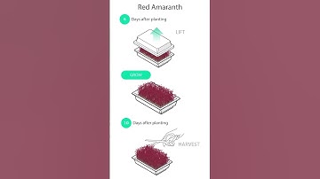 Planting Guide: Red Amaranth
