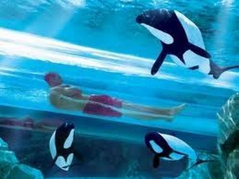 Video: Aquatica Orlando Ir Pasaulē Pirmais Autisma Sertificētais ūdens Atrakciju Parks