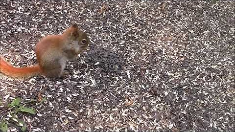 Audio Visual Catnip June 2019