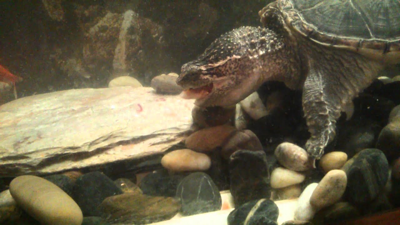 TT The Snapping Turtle Eats Feeder Fish YouTube