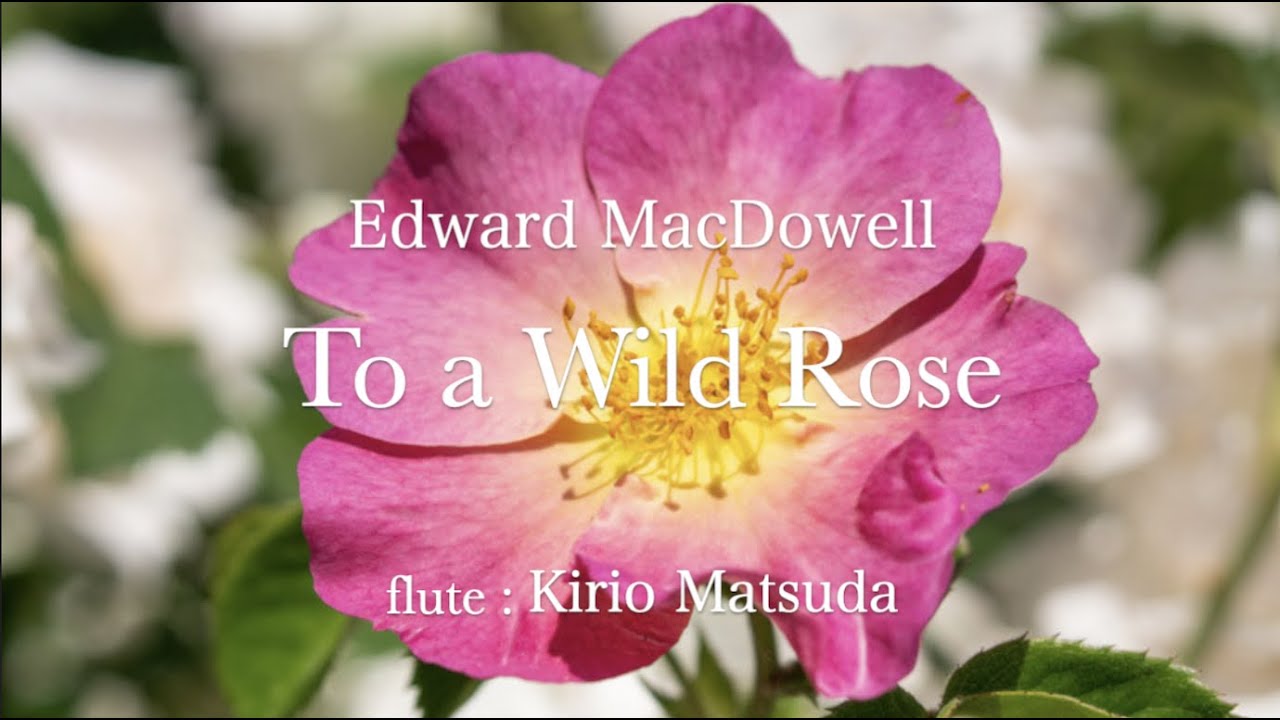 To a Wild Rose (Edward MacDowell) flute : Kirio Matsuda To a Wild Rose (Edward MacDowell) flute : Kirio Matsuda