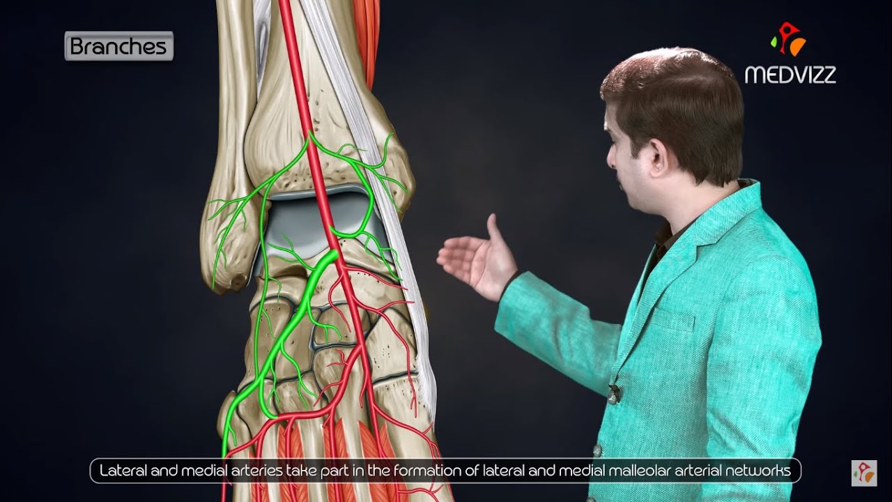 Dorsalis Pedis Surface Anatomy - ANATOMY STRUCTURE