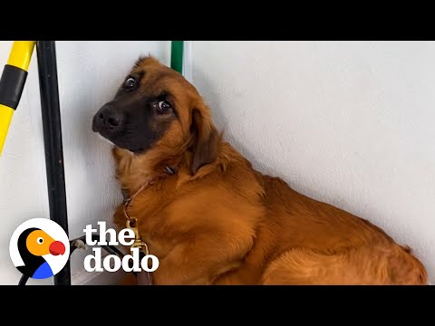 Video: Foster vänlighet - Foster en hund!