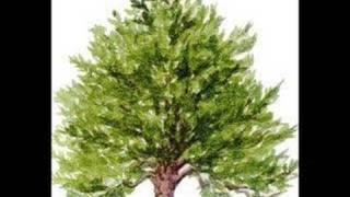 Video thumbnail of "The Yew Tree (Unknown Artist)"