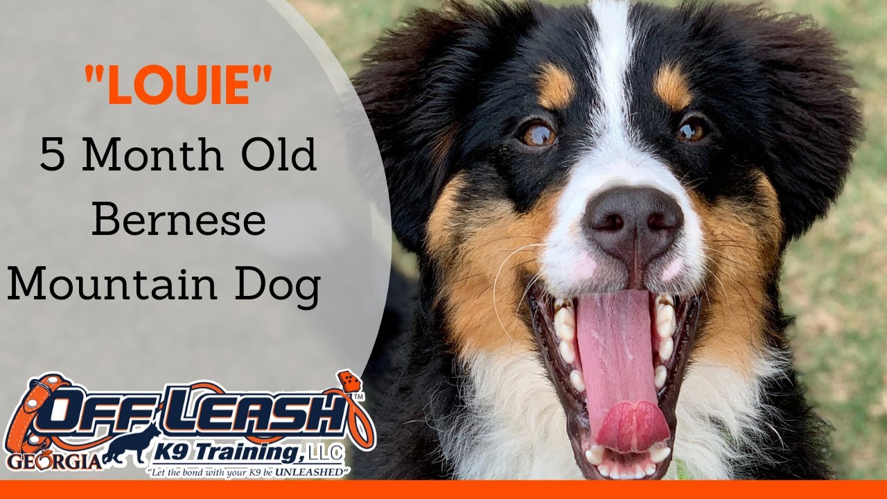Louie 5 Month Old Bernese Mountain Dog Dog Training Atlanta