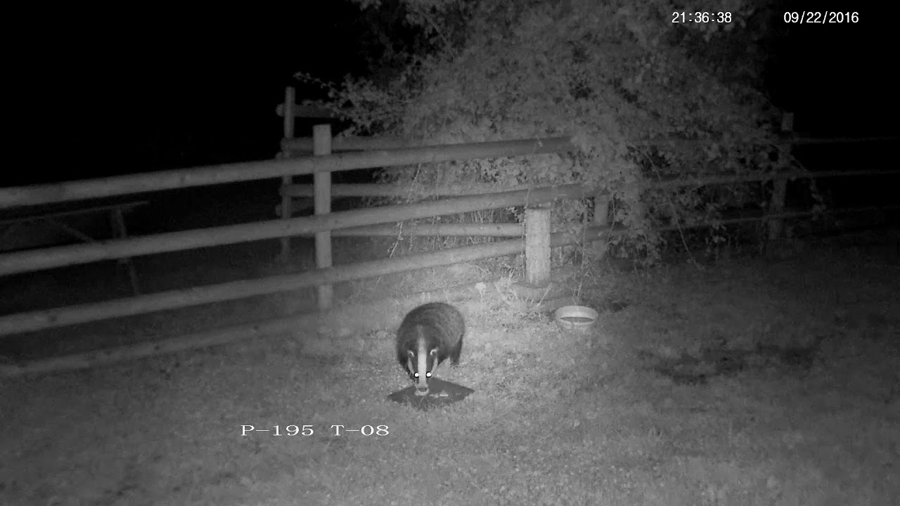 england traduccion Badgers look funny carrying food