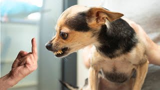 Funny Dogs And Cats S 2024 🤣🐶 Best Funniest Animal S