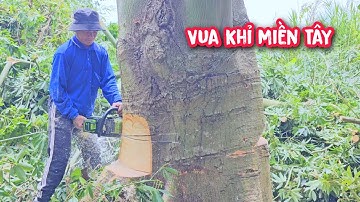 Vua Khỉ cưa hạ gốc cây Gòn khủng.