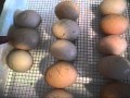 Chicken Eggs in the incubator April 2013