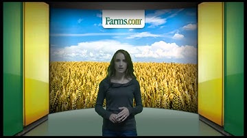 USDA WASDE And Crop Reports Released: Bullish Corn, Soybean Prices.