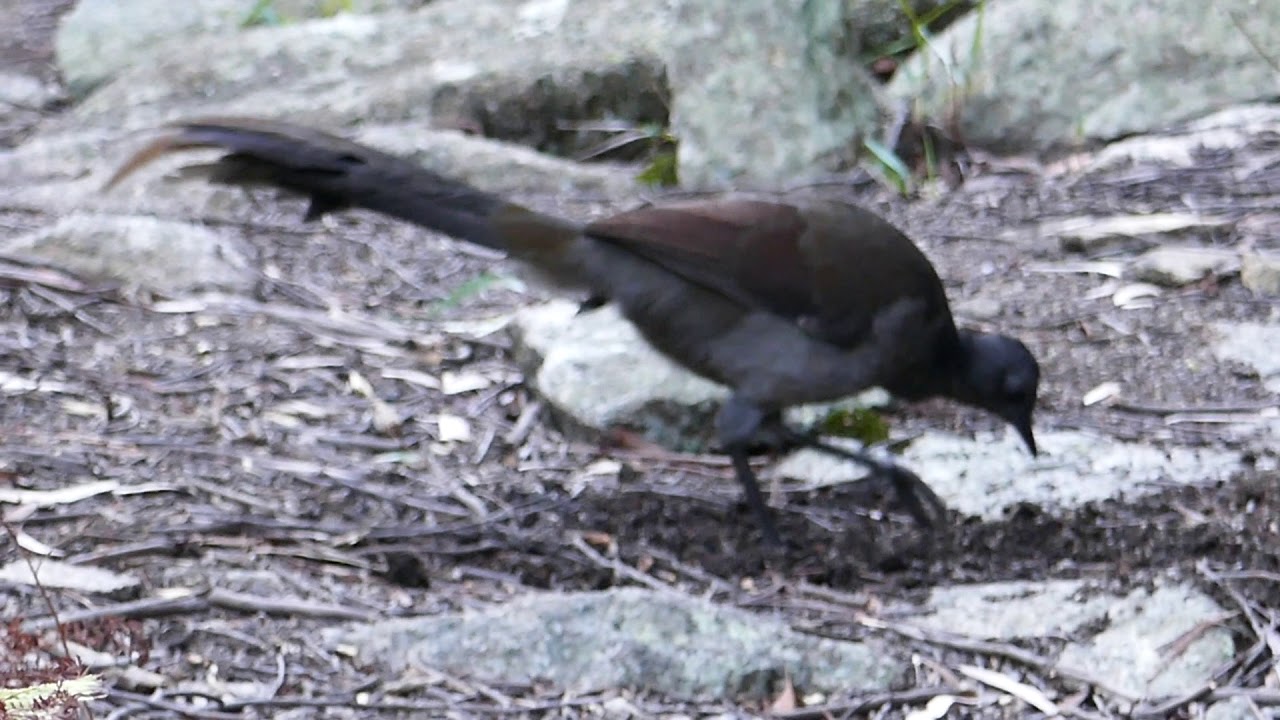 Superb Lyrebird at Girraween 