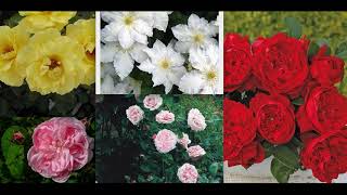 С каким клематисом совместить розы? Цветовое сочетание роз и клематисов! Названия сортов!