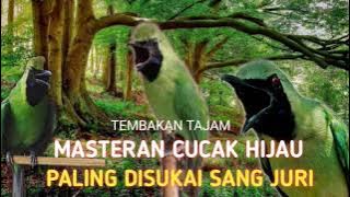 MASTERAN CUCAK IJO FULL NEMBAK dan ISIAN YANG DI CARI Juri TEBAIK 2022