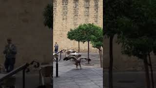 Un Buitre En Pleno Casco Histórico De Córdoba
