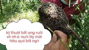 Hướng dẫn chi tiết ,cách tìm tổ ong ruồi và ong chúa .đem về nhà nuôi hiệu quả (ong thiên nhiên p1)