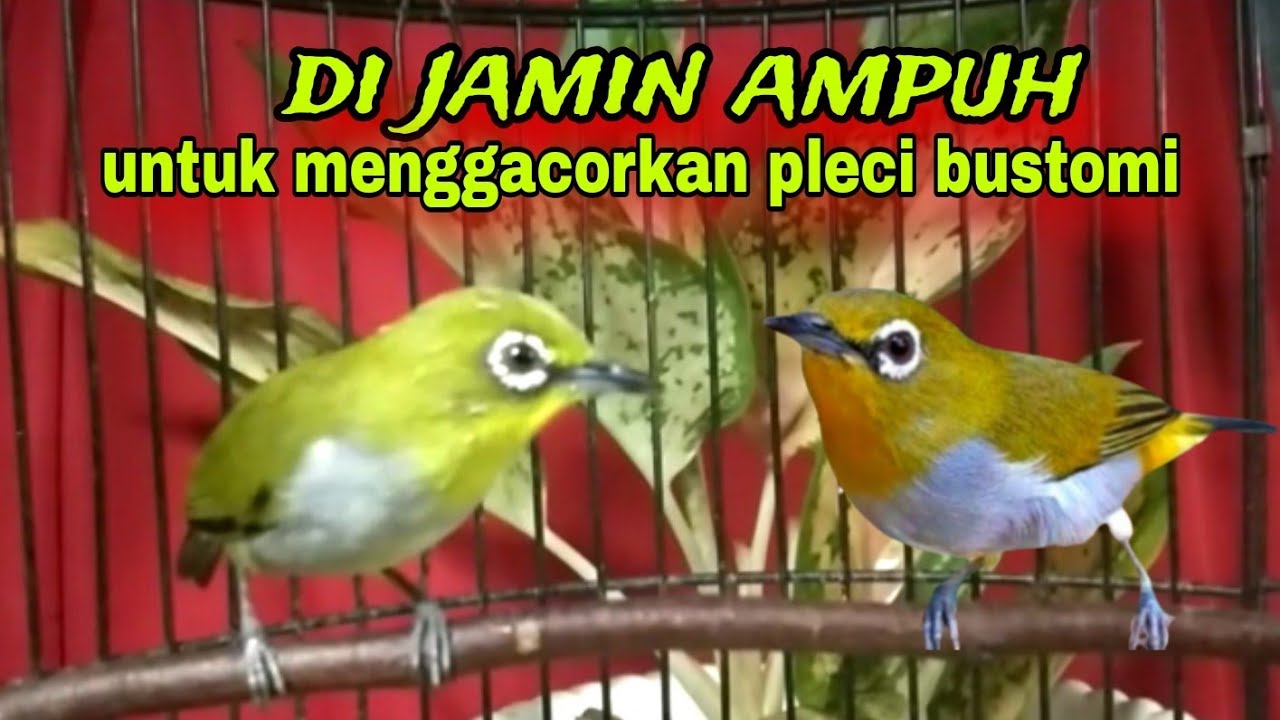 Pleci Gacor || Pleci Ngecir + Ngeriwik Sambung Ngalas Paling Ampuh