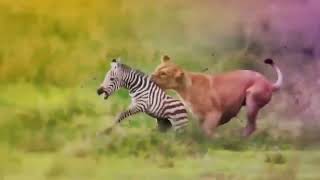 The best battles of the animal world, Harsh Life of Wild Animals, Lion, Buffalo,Leopard,