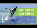 ANIMALES de la COSTA 🦀🐬 Ejemplos y Curiosidades