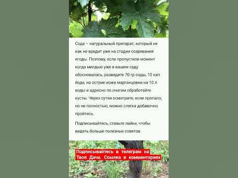 Сода от милдью на винограде. Одна горсть, и кусты чистые, а ягоды ...