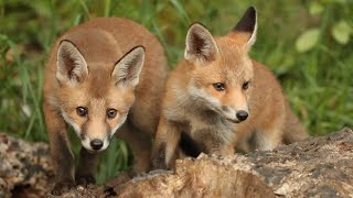 The Surprising Way Red Fox Vixens Raise Cubs in the City | Discover Wildlife | Robert E Fuller