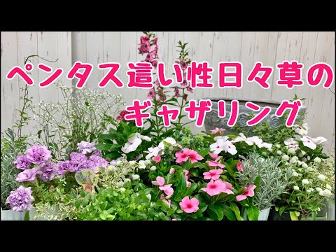 ペンタスと這い性日々草のギャザリング Youtube