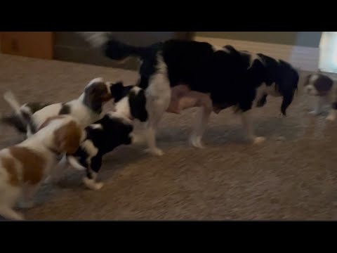 Puppies Play with Mama Early in the Morning Before Livestream Begins